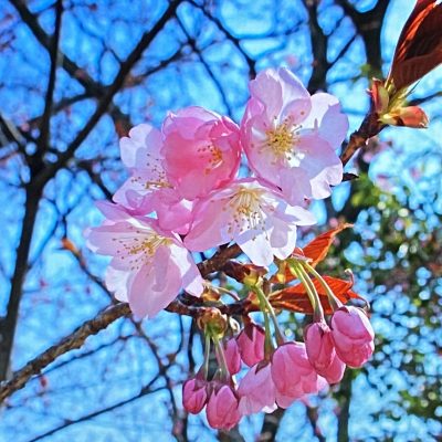 埼玉支部会と茨城支部会（いばらの会）・桜について|会長コラムVol.24